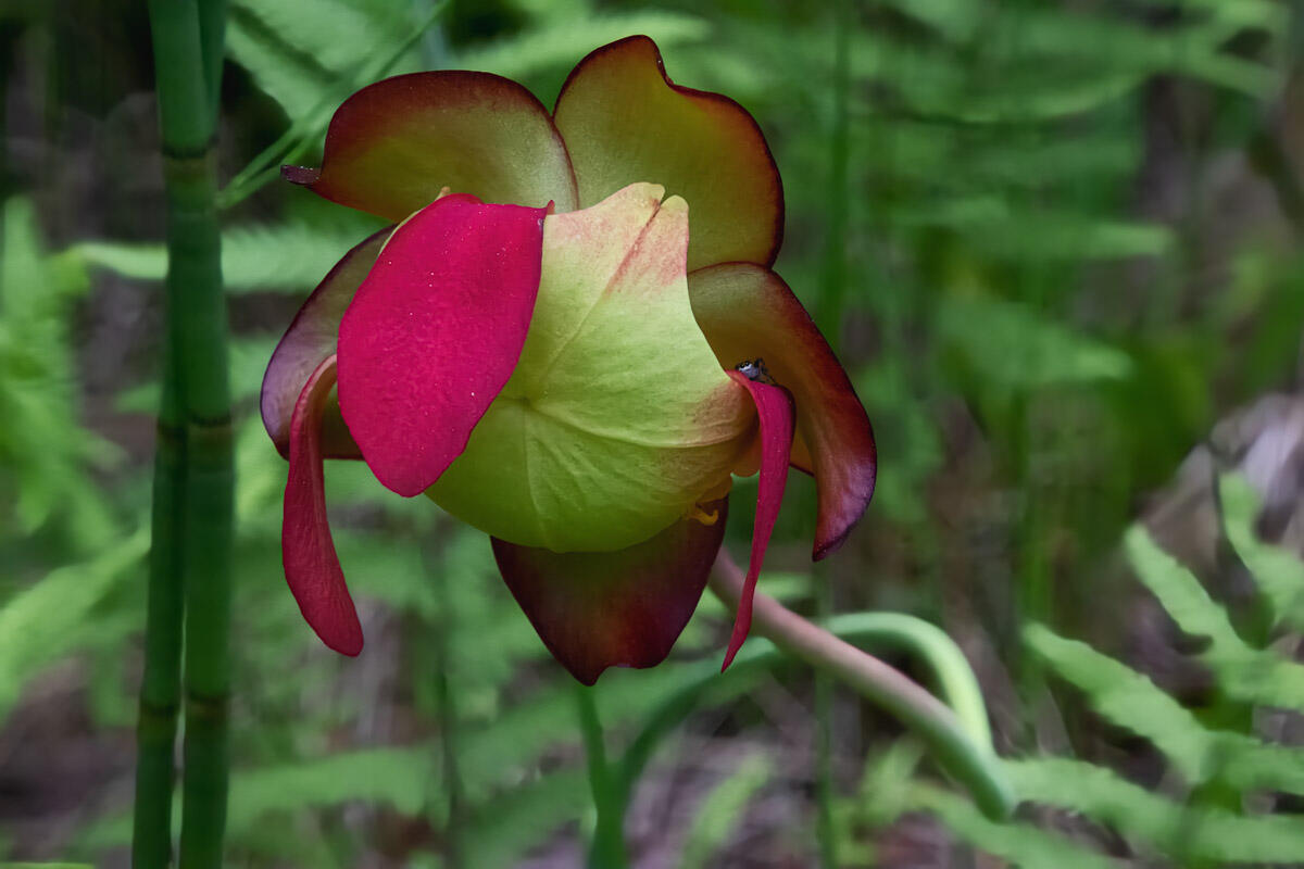 Purple Pitcher Plant Flower