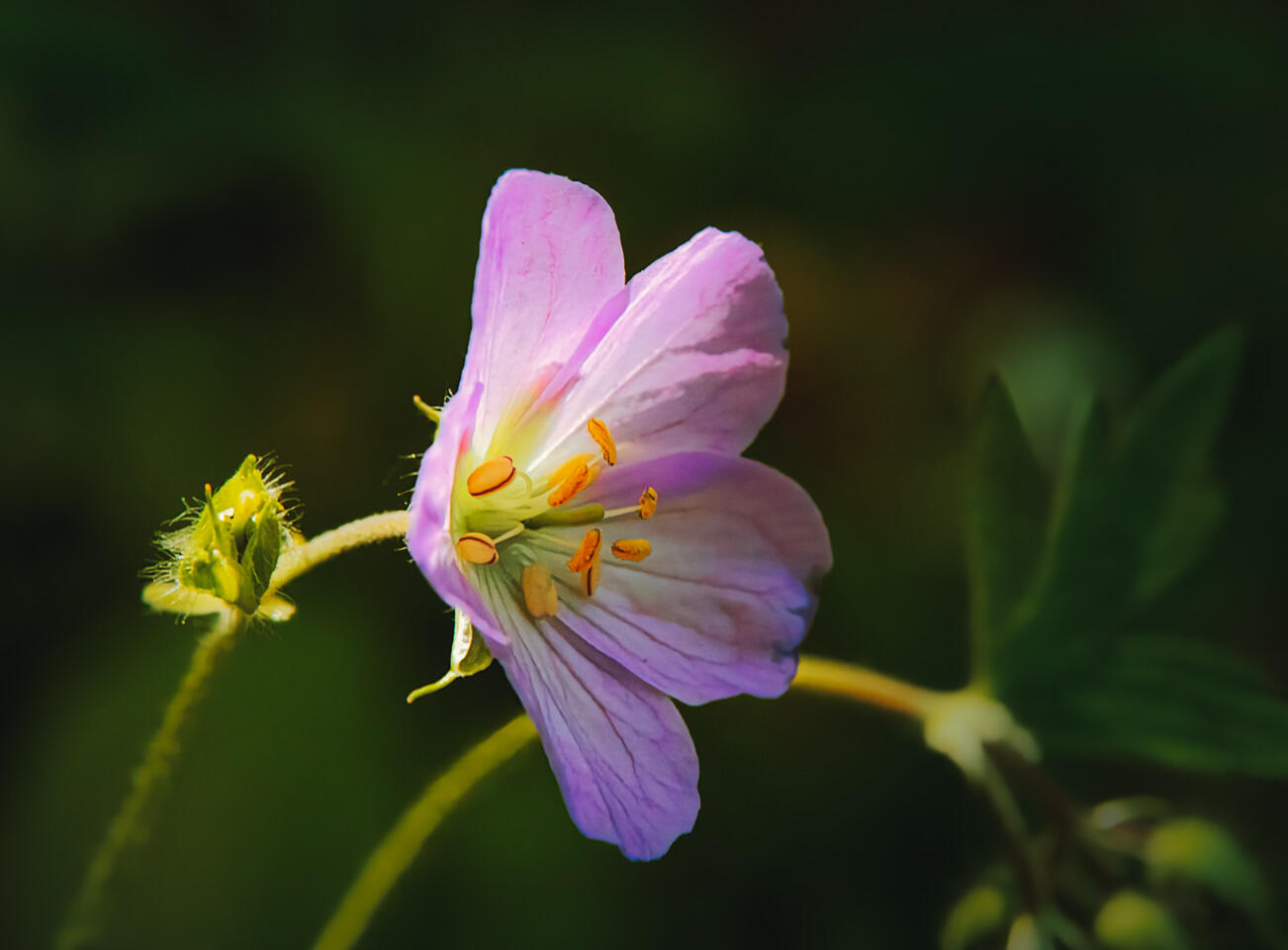 Wild Geranium