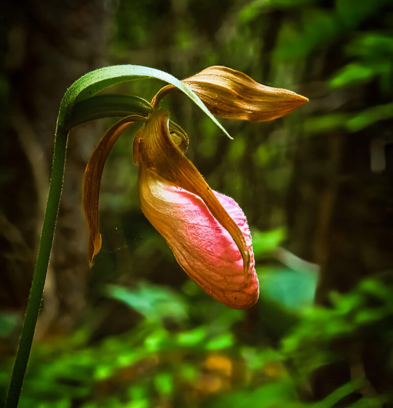 Pink lady's slipper